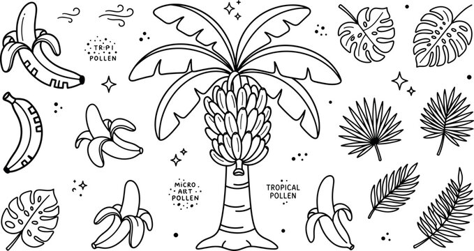 Tropical banana tree line art vector illustration set featuring fruit monstera leaves palm fronds and jungle doodle elements