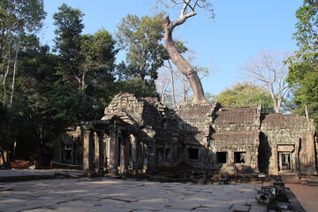 Obraz premium ruined khmer hindu and buddhist temple (ta prohm) in angkor in siem reap in cambodia 