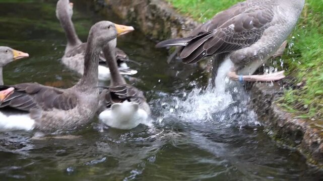 Slow-motion footage of geese leaving a pond and walking onto the grassy shore. Natural waterfowl behavior in a peaceful outdoor environment.