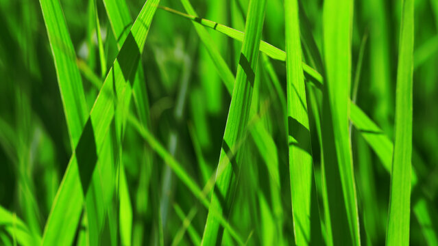 A dense patch of vibrant green grass fills the frame, showcasing the texture and movement of blades in sunlight. Ideal for nature, outdoor, and fresh greenery themes in stock projects.
