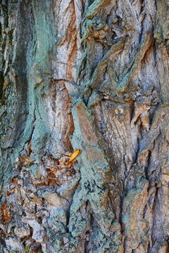 Bark of tree with green moss and rustic surface in the forest, abstract nature wooden background