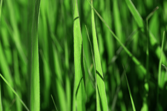 A dense patch of vibrant green grass fills the frame, showcasing the texture and movement of blades in sunlight. Ideal for nature, outdoor, and fresh greenery themes in stock projects.