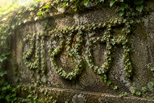 Natural vines growing on an ancient wall forming elegant script curves.