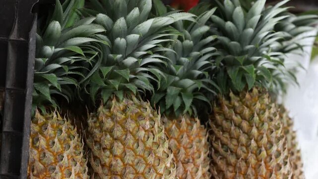Fresh pineapples with green leaves stored in background at local market