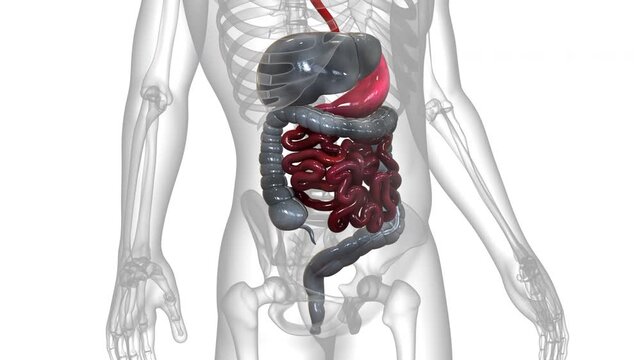 Human Digestive System Stomach with Small Intestine Anatomy Animation Concept