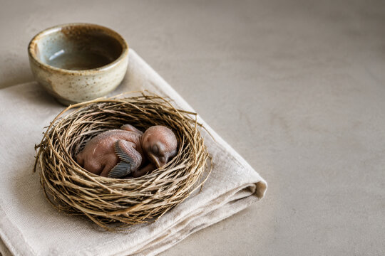 Newborn bird in woven grass nest with linen cloth and ceramic bowl, new life care concept
