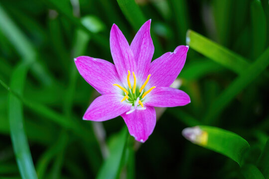 Beautiful Zephyranthes rosea flower in full bloom surrounded by lush green leaves. Botanical flora backdrop.