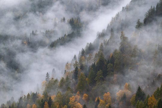 Dense autumn forest partially obscured by atmospheric rolling fog on a mountain slope, ideal for wellness, climate, and nature background concepts.