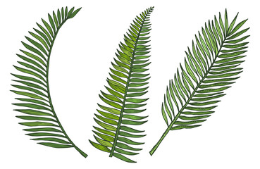 Palm leaves tropical design elements. Botanical drawing © ONYXprj