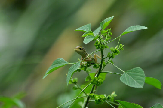 Young Green Crested Lizard Perched Delicately on Slender Plant Stem
