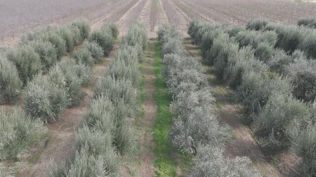 Olive Orchard With Rows Of Trees In Rural Countryside