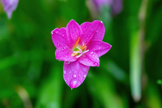 Beautiful Zephyranthes rosea flower with dew drops on petals in garden. Vibrant pink fairy lily blossoming in daylight.