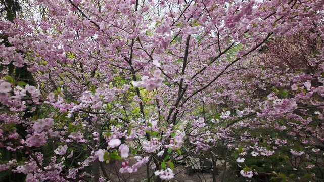 Close Up Of Pink Sakura Cherry Blossoms In Spring Park