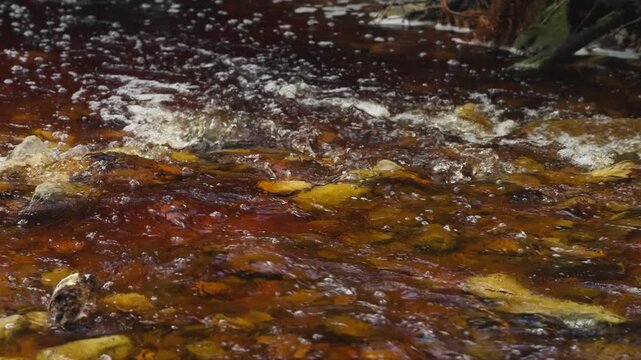 Slo motion of the coffee-coloured Disa River flowing over rocks, stained by tannins from fynbos vegetation at Betty&rsquo;s Bay. Typical Western Cape blackwater scene, Whale Coast, Overberg, South Africa.