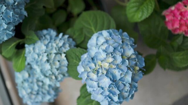 Close-up of beautiful blooming hydrangea macrophylla plants in stylish minimal pots, decorating a cozy outdoor terrace or balcony apartment area. 