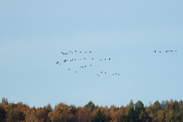 Flock of barnacle geese flying high in the sky over the autumn boreal forest treetops in Belomorsk © Daniel