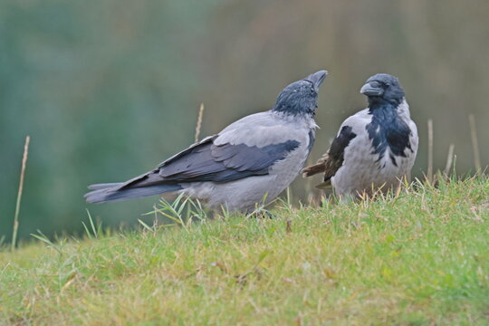 Two hooded crows interacting with one looking up and the other making direct eye contact