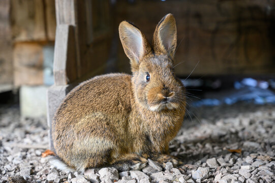 Kaninchen seitlich