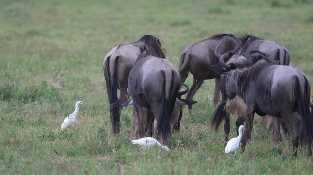 ンゴロンゴロ自然保護区の草原で草を食むヌーの群れとアマサギ（Wildebeest Herd Grazing with Cattle Egrets, Ngorongoro Conservation Area, Tanzania）