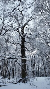 Slow Motion Tilt Up of Snow Covered Trees in Winter Forest