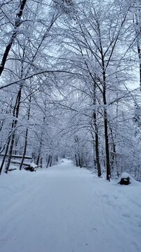 Shot of Serene Winter Forest with Snow Covered Trees
