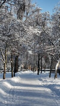 Snowy Park Path With Benches In Winter