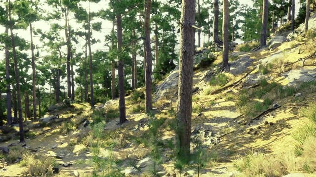 Sunlit pine slope with moss and boulders, warm golden light, scattered saplings and textured forest floor, peaceful atmosphere for hiking and outdoor lifestyle