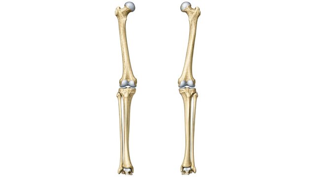 Human lower limb skeletal anatomy showing femur tibia fibula and knee joints paired isolated on white background