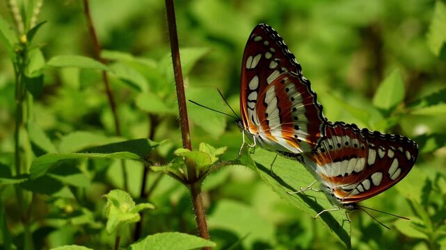 Closeup view of a common sergeant (Athyma perius) butterfly mating pair resting on a green leaf in their natural habitat during the monsoon season in Himachal Pradesh, India.