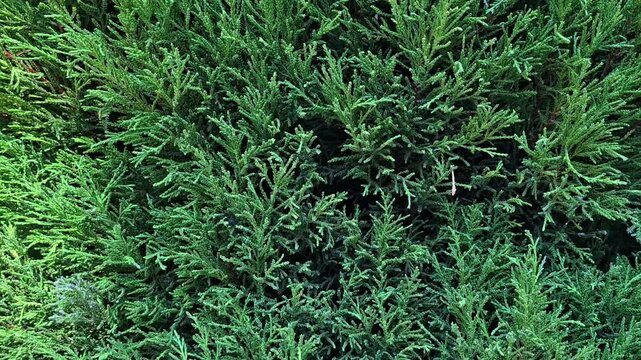 Green juniper bush texture close up background with slow vertical camera movement