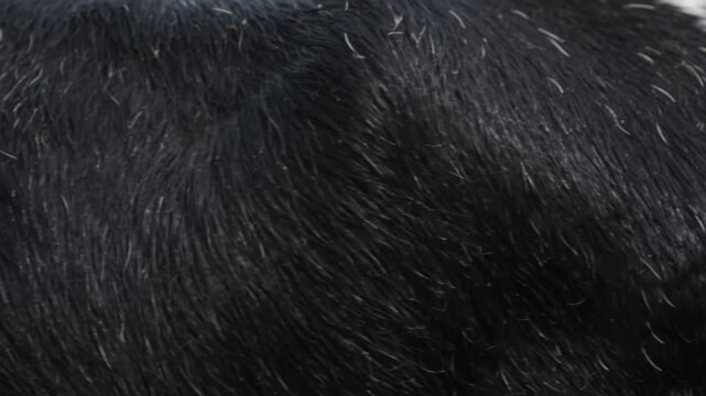 Extreme close up of black and white cow fur showing texture and patterns in natural daylight handheld movements..