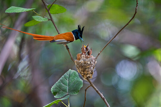 Aerial view of an Indian paradise flycatcher feeding its chicks in a nest perched on a thin tree branch with green leaves in Kallar Kahar, Punjab, Pakistan.