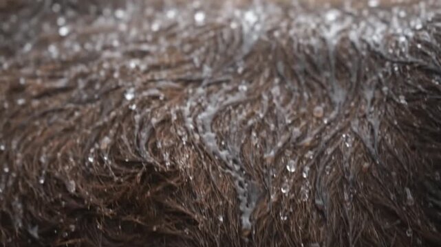 Extreme close-up of wet brown horse fur with glistening water droplets during a rainy day outdoors macro shot.