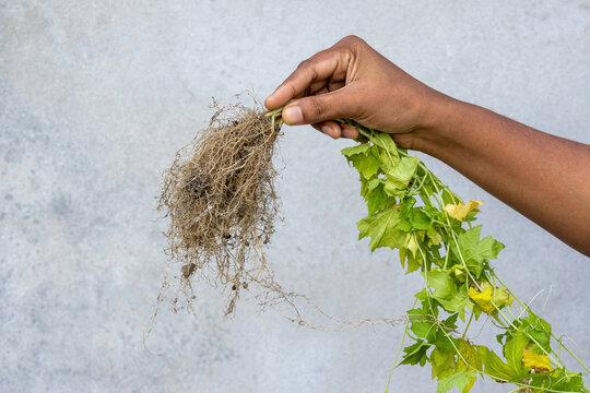 Human hand displaying uprooted plant with fibrous roots against gray wall background. Weed removal and botany study.