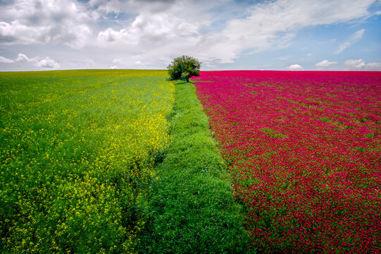 Aerial view of a field split between yellow rapeseed and red clover flowers, separated by a green strip with a solitary tree in Brno-City, South Moravian Region, Czechia.