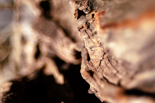Rustic wood bark texture showing rough surface, cracks, and natural patterns, creating an abstract background for design and nature concepts.