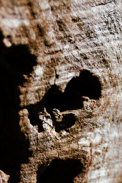 Aged wood bark forming a heart shaped hole, showing intricate natural texture, deep cracks, and weathered patterns in an abstract background