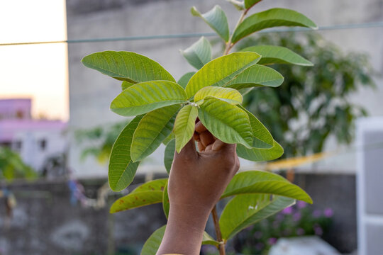 Person hand touching green guava plant leaves on rooftop garden. Young guava branch care in natural daylight.
