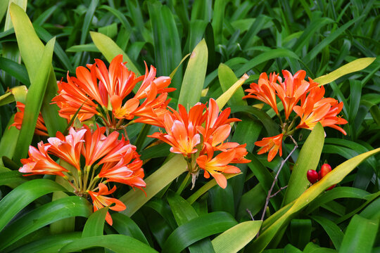 Clusters of orange clivia flowers blooming among broad green leaves in a garden