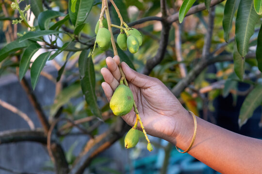Person hand holding young green mangoes growing on tree branch outdoors. Small unripe mango fruit cultivation in home garden.
