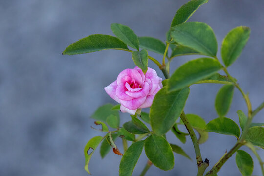 Pink rose flower blooming among green foliage outdoors in sunlight. Delicate garden blossom background with natural lighting.