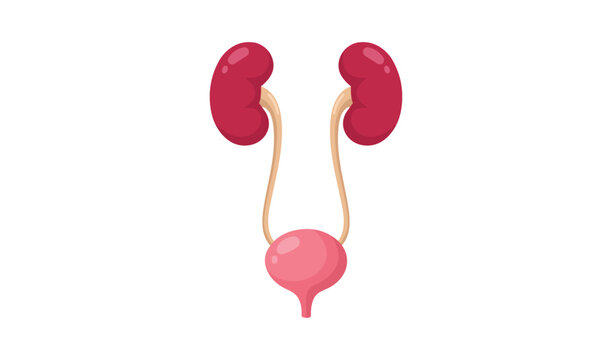 Human urinary system illustration with kidneys, ureters, and bladder vector