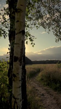 Scenic Sunset Landscape with Silver Birch Tree Swaying in Wind 4K. A rustic dirt path winds through a grassy field next to a silver birch tree during a windy golden hour.
