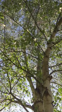 Silver Birch Tree Canopy Blowing and Swaying in Wind 4K. Perfect for weather conditions, summer storms, dynamic nature backgrounds, and environmental footage.