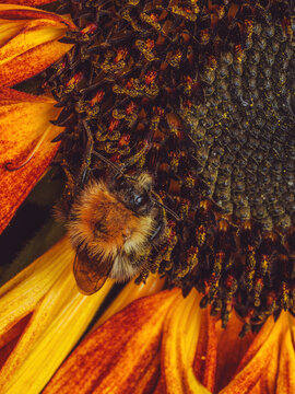 A bee sleeping overnight in on a sunflower