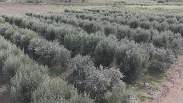 Olive Orchard With Rows Of Trees In Rural Countryside
