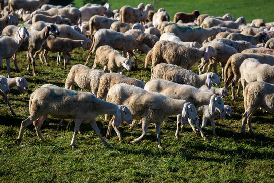 transhumance animals are moved to autumn pastures cows and sheep with the shepherds