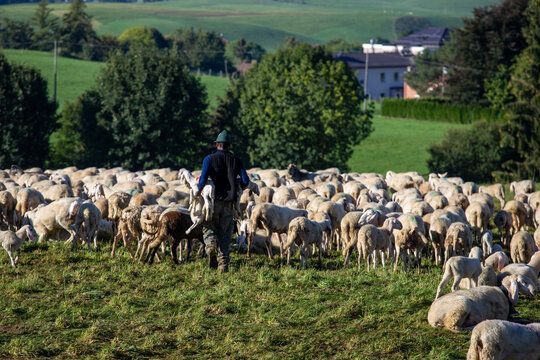 transhumance animals are moved to autumn pastures cows and sheep with the shepherds