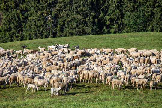 transhumance animals are moved to autumn pastures cows and sheep with the shepherds