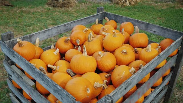 Box Pumpkin. pumpkins in a wooden box on a pumpkin patch farm fall autumn season.